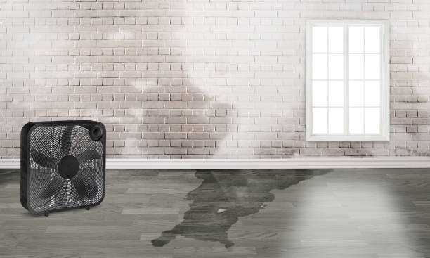 Best Water damage restoration near me  in Amboy, WA